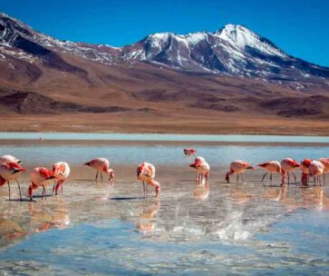 Tour Salar de Uyuni y Lagunas Altiplánicas
