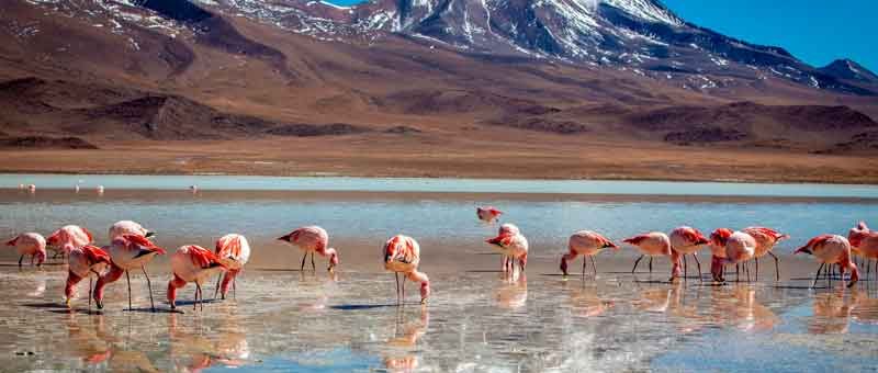 Salar de Uyuni y Lagunas Altiplánicas 2 días 1 noche