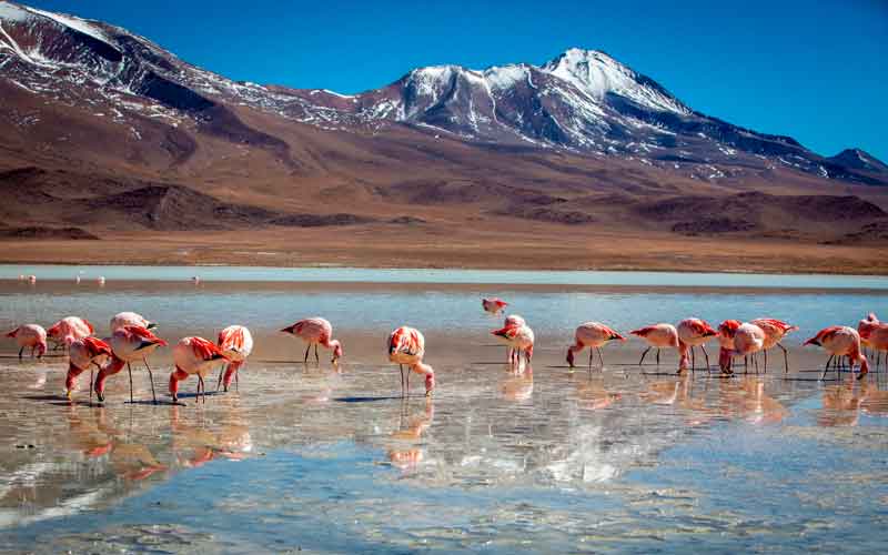 Tour Salar de Uyuni y Lagunas Altiplánicas