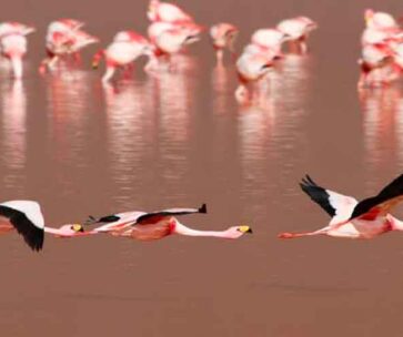 Tour Laguna Colorada 1 dia