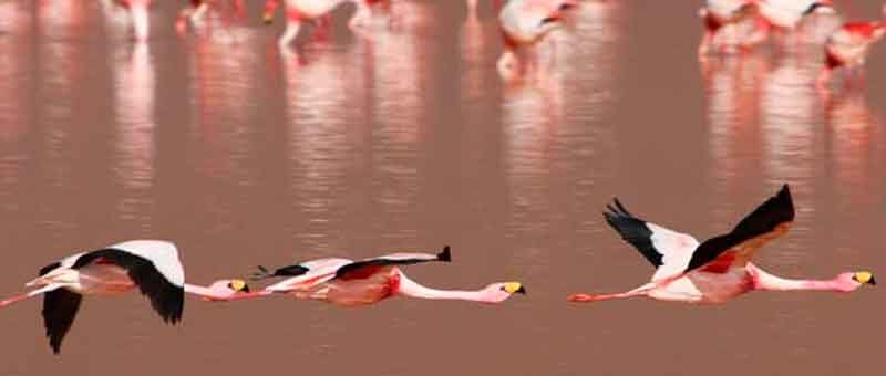  Tour Laguna Colorada Bolivia 1 Dia