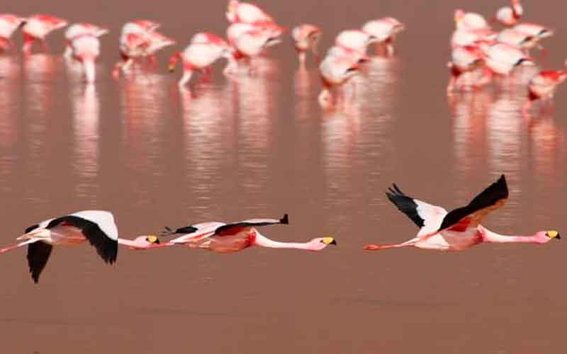 Salar de Uyuni Turismo Salar de Uyuni Turismo