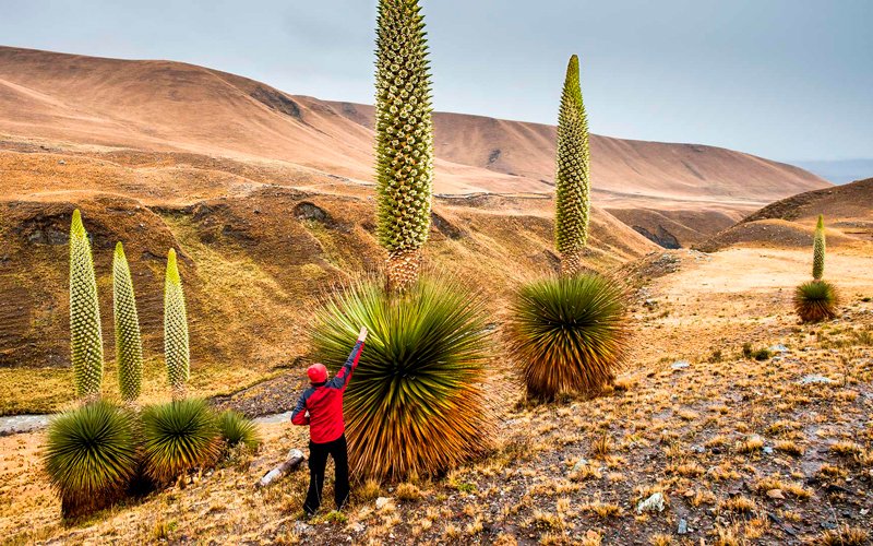 Puya Raimondi