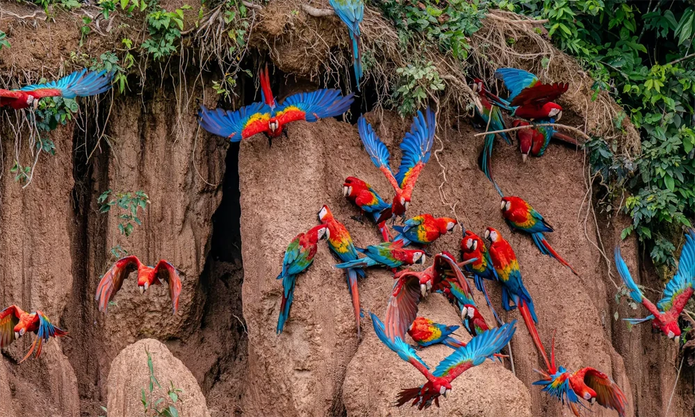 Tour Collpa de Loros en el Lago Sandoval