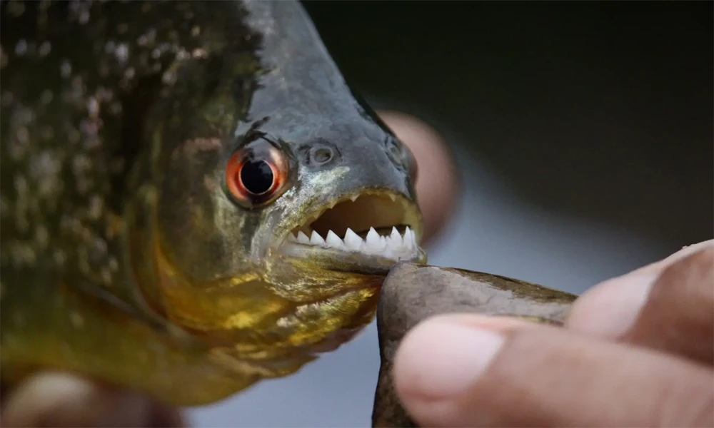 Tour de Pesca de Pirañas en Tambopata