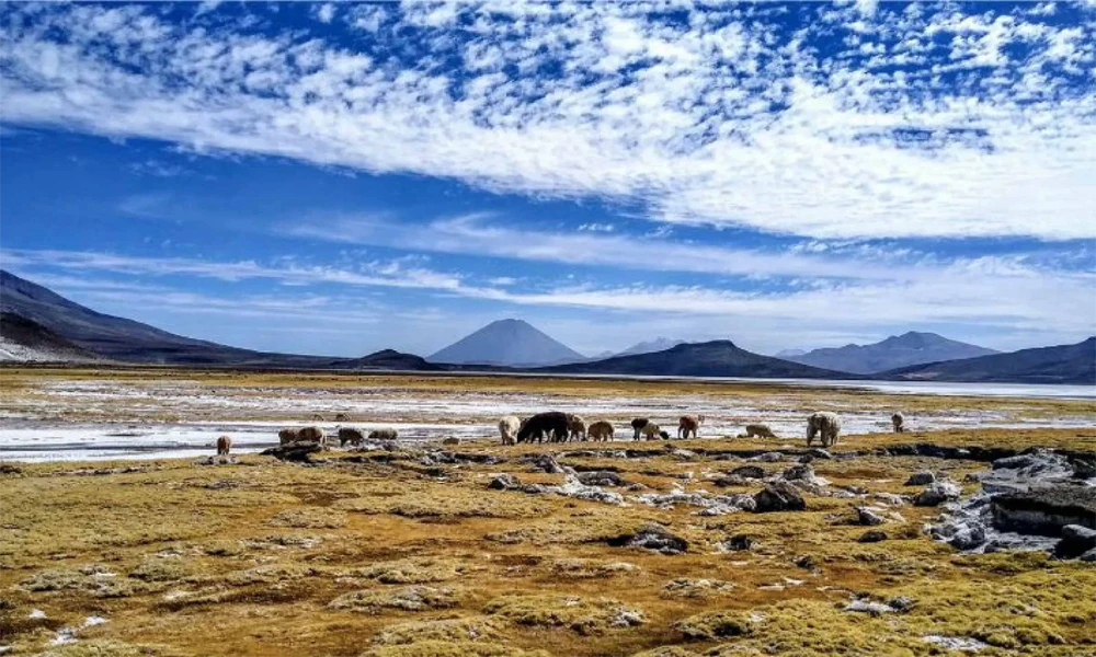 Choqolaqa: Trek al Místico Bosque de Piedras desde Arequipa
