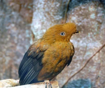 Tour Manu 3 D/ 2 N desde Cusco | Naturaleza y Aventura