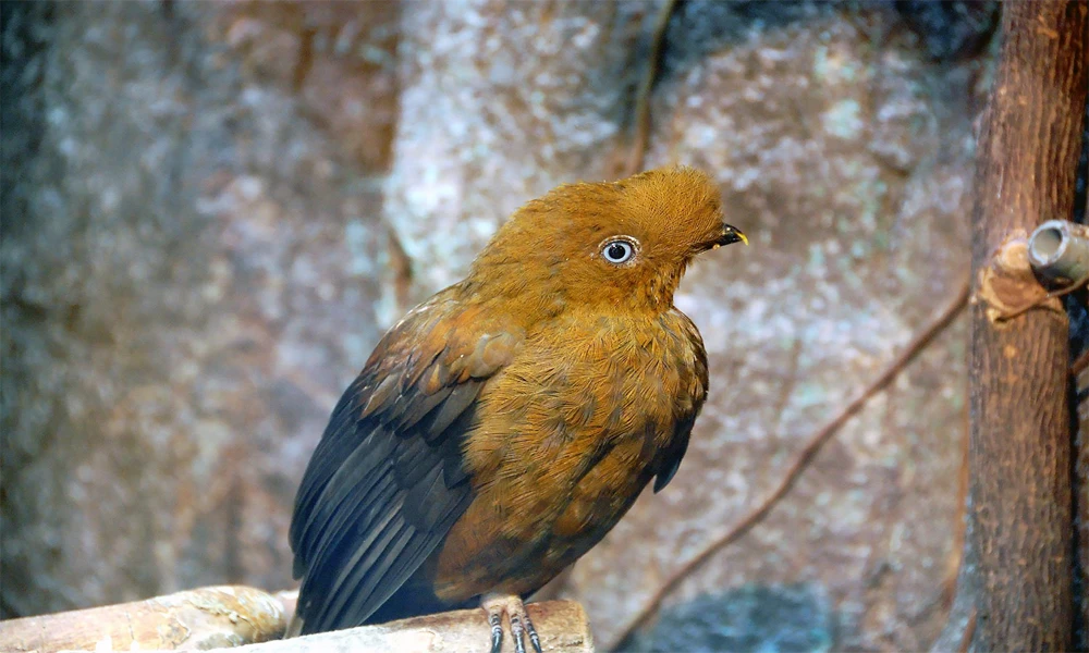 Tour Manu 3 D/ 2 N desde Cusco | Naturaleza y Aventura