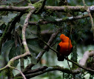 Aventura en la Selva del Manu 4D/3N