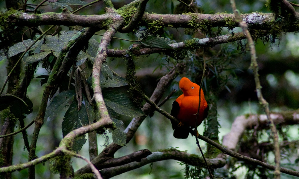 Aventura en la Selva del Manu 4D/3N
