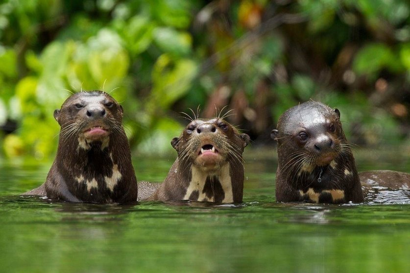 Tour Manu 3 D/ 2 N desde Cusco | Naturaleza y Aventura