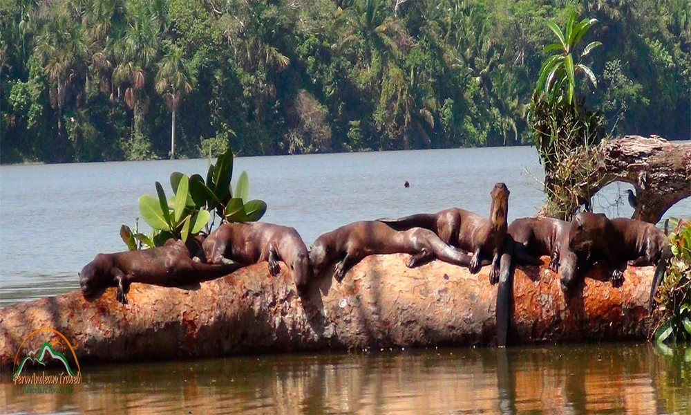 Aventura Amazónica en Tambopata | Tour 3D/ 2N
