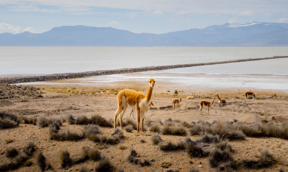 Choqolaqa: Trek al Místico Bosque de Piedras desde Arequipa