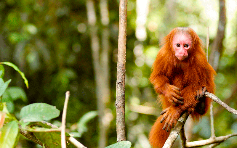 Monkey Island & Kayak and Zipline Adventure