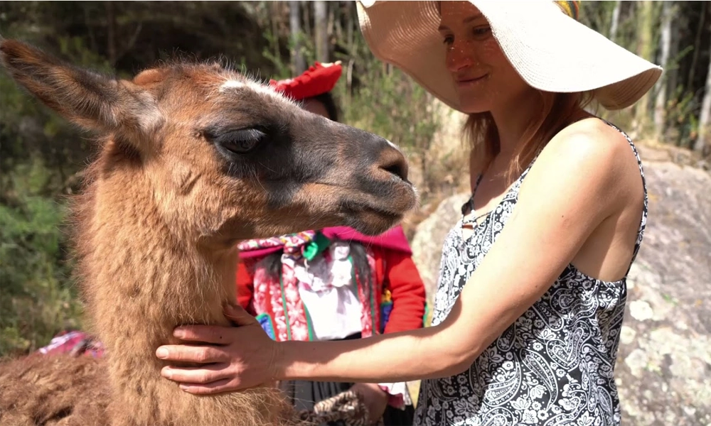 Ritual de Conexión Andina con Alpacas