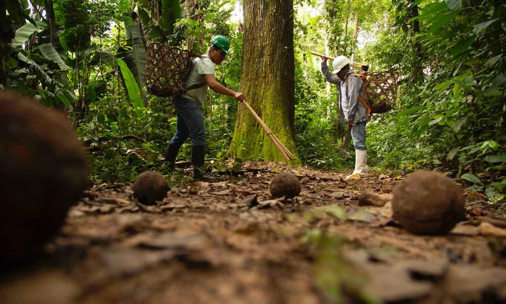 Reserva Tamshiyacu | Aventura na Amazônia: 6 dias/5 noites