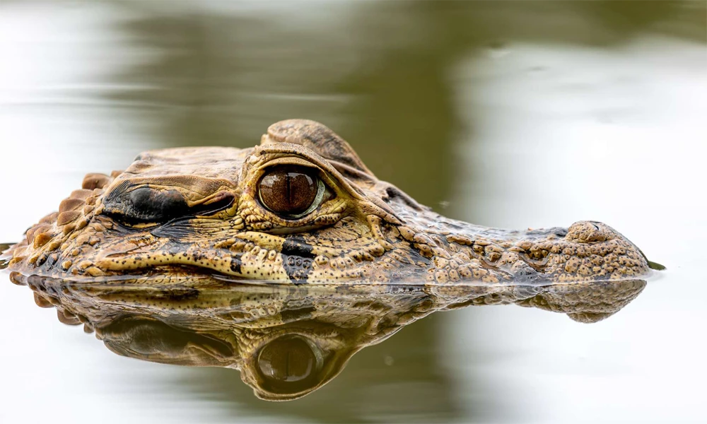Excursão ao Acampamento Pariamanu (2 dias/1 noite)
