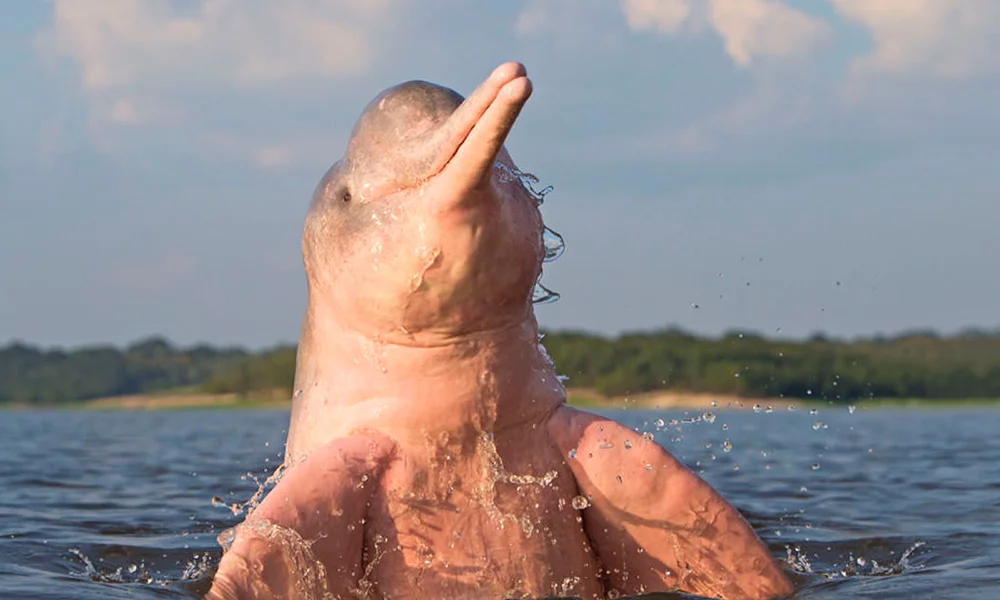 Expedición Delfines & Selva/ 2 Días en Tamshiyacu‑Tahuayo